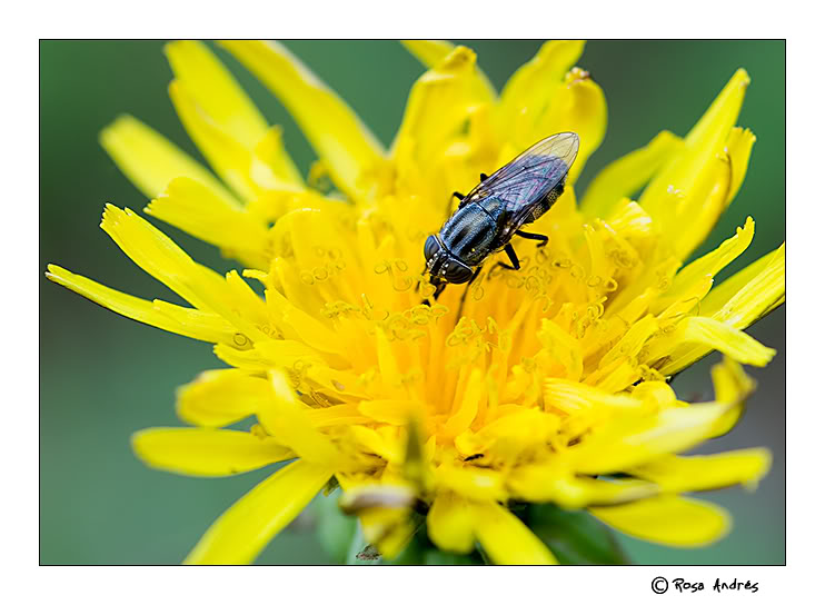 macro005.jpg