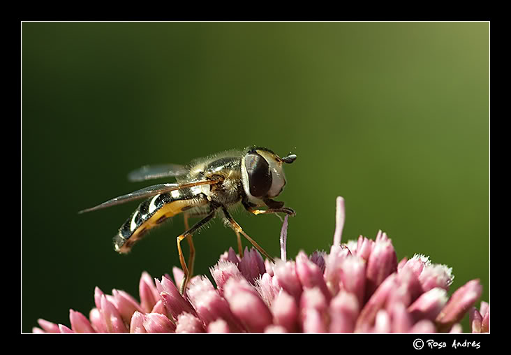 macro007.jpg