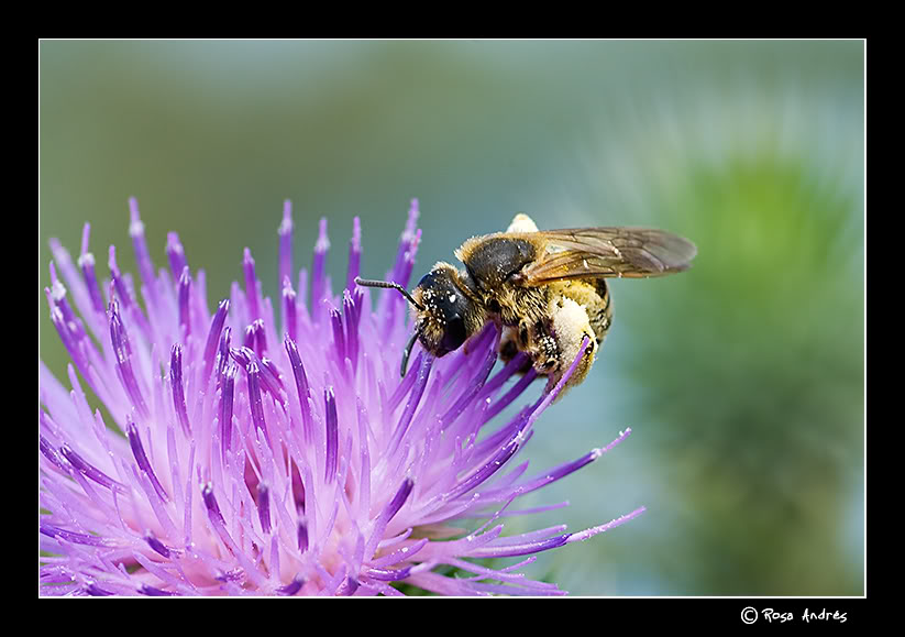 macro009.jpg