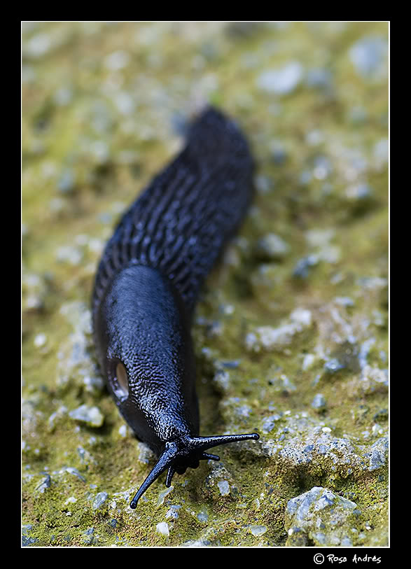macro010.jpg