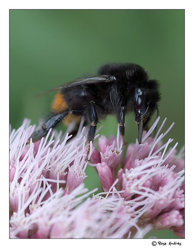 macro011.jpg