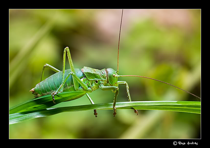 macro015.jpg
