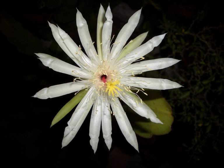 macro26dic05014.jpg