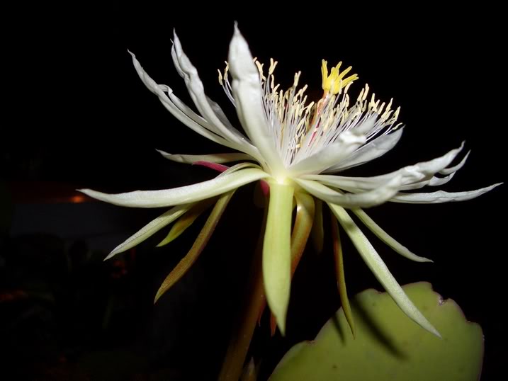 macro26dic05016.jpg