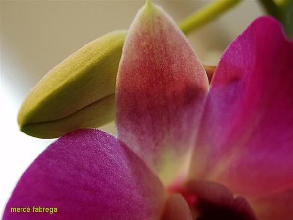 Macro_Dendrobium-Phalaenopsis_MercF.jpg