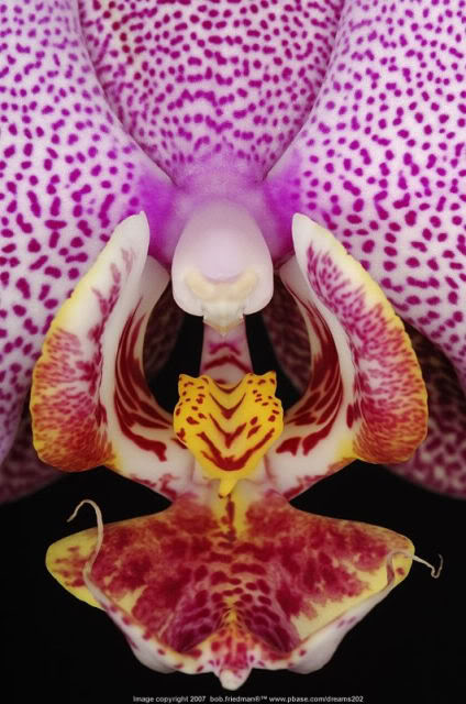 Macro_orchid_dream202.jpg