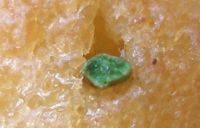 macro_picea_2_a.jpg
