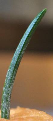 macro_picea_2_b.jpg