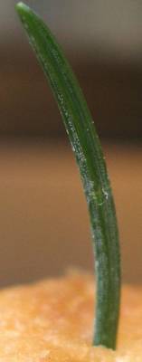 macro_picea_2_d.jpg