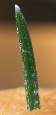 macro_picea_3_b.jpg