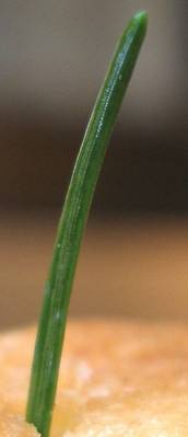 macro_picea_4_c.jpg