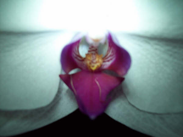 MacroPhaleonopsisMountLipJasmindePu.jpg