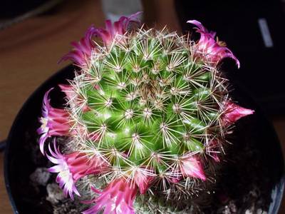 Macros_10070420_060.jpg