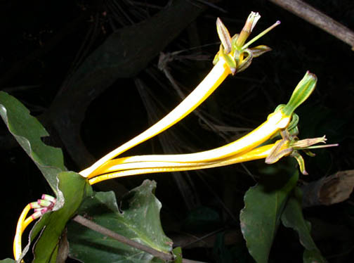 MacrosolenPlatyphyllus.jpg
