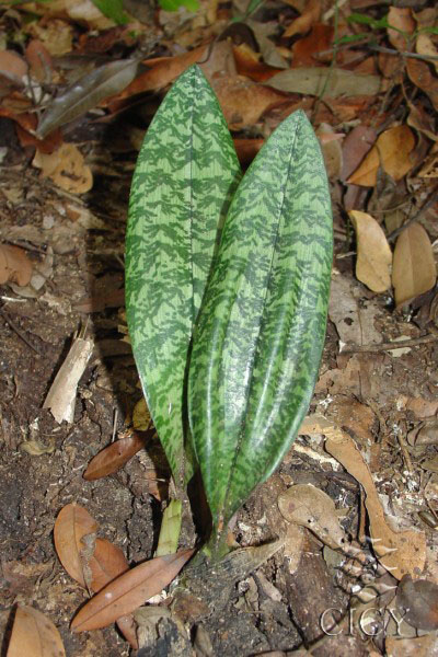 maculata1.jpg