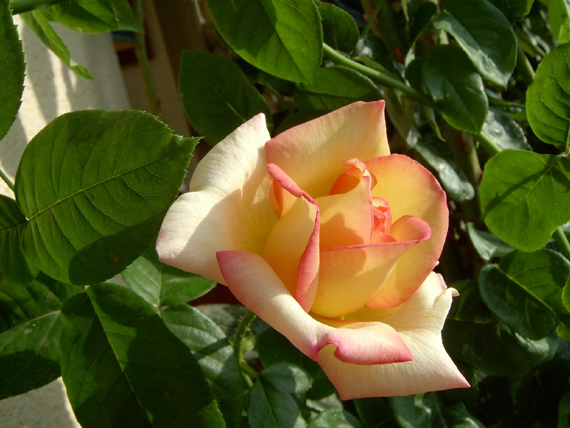 Madam%20Meilland%20%20%28mi%E9rcoles%29.jpg