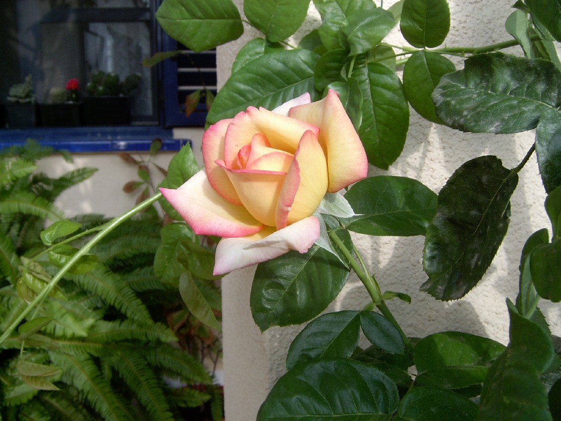Madam%20Meilland%28m%201%29.jpg