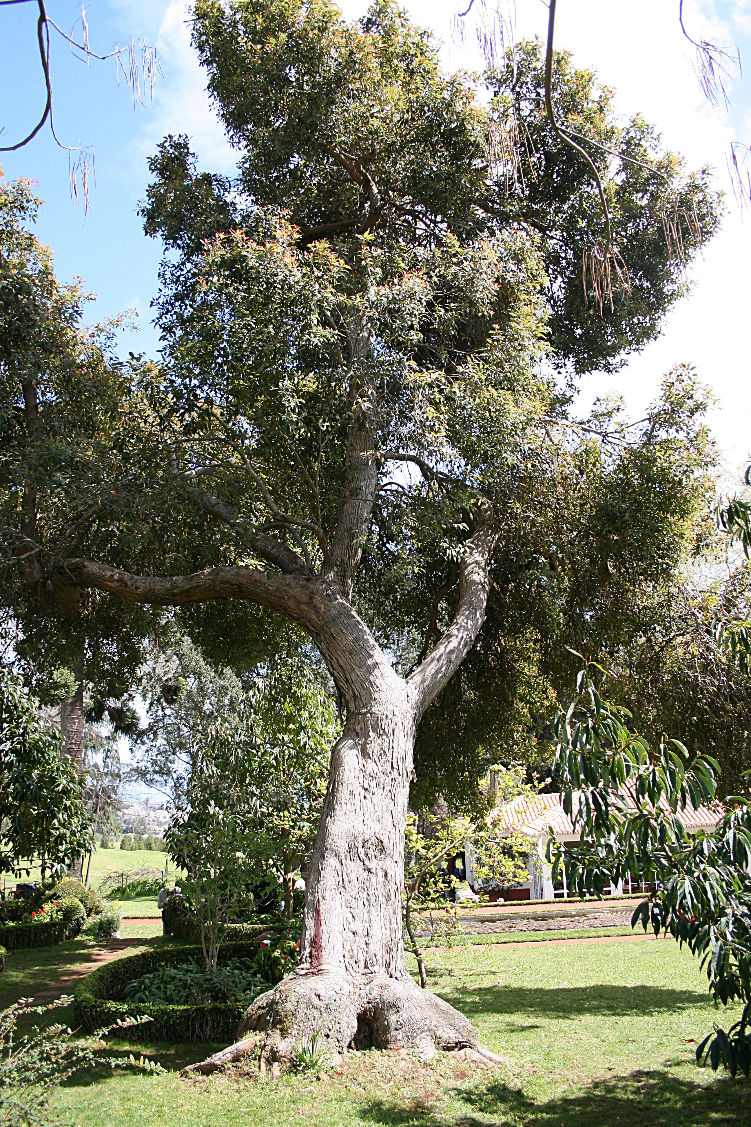 Madeira,_Palheiro_Gardens_-_Corymbia_ficifolia_IMG_2281.JPG