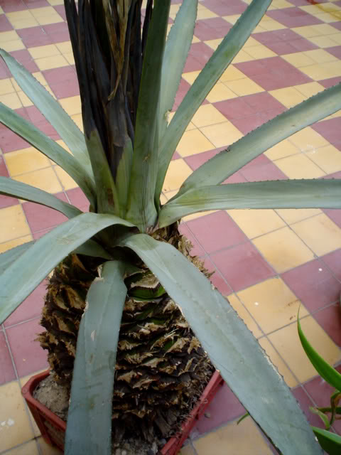 madremaguey.jpg