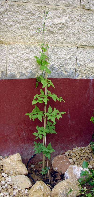 Madreselva%7E0.JPG