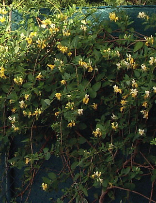Madreselva.jpg