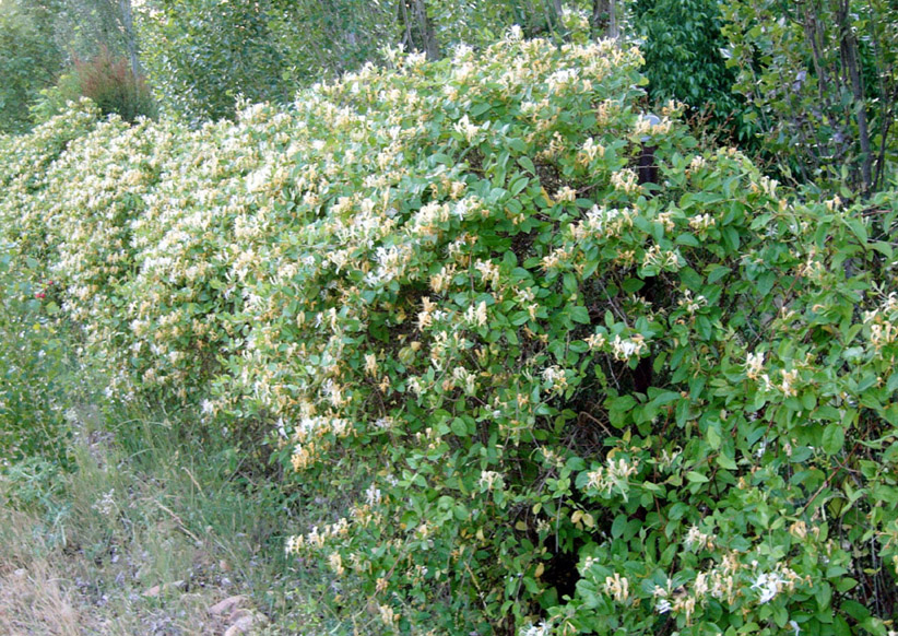 MADRESELVA10.JPG