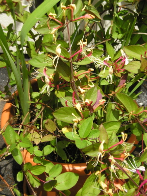 Madreselva_fragante_2007.jpg