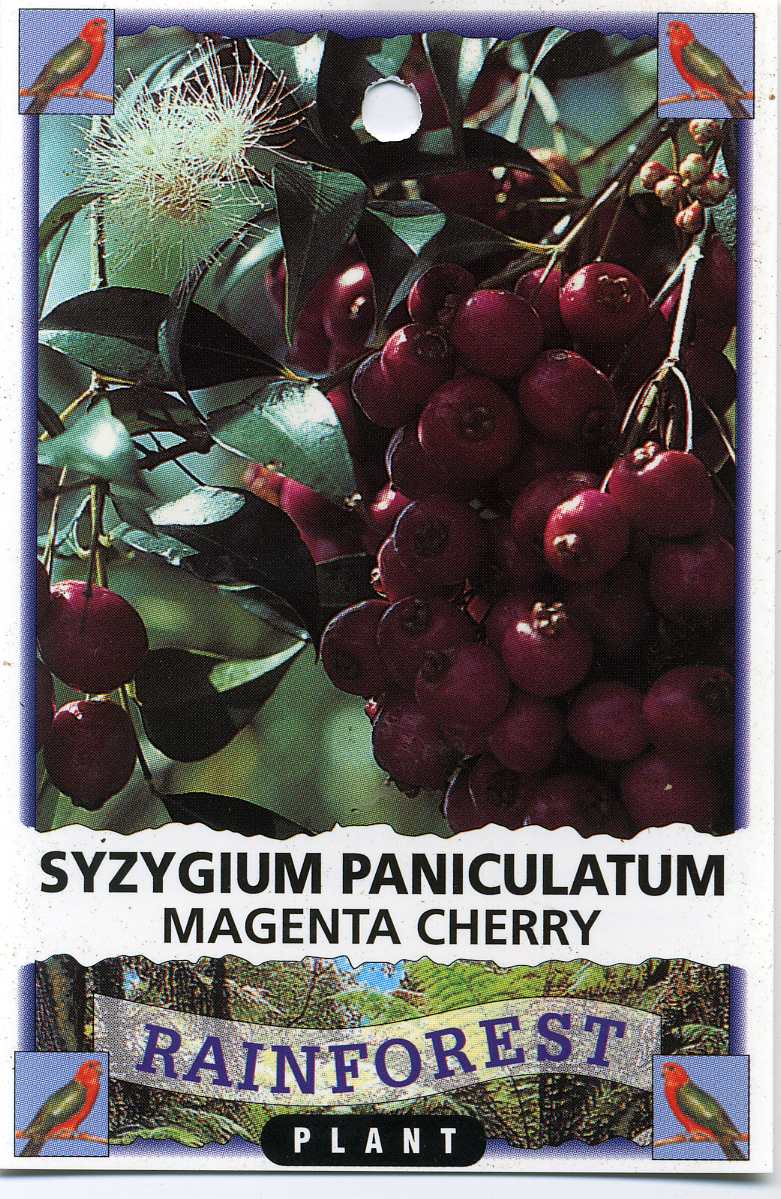 Magenta-Cherry-Syzygium-Paniculatum.jpg