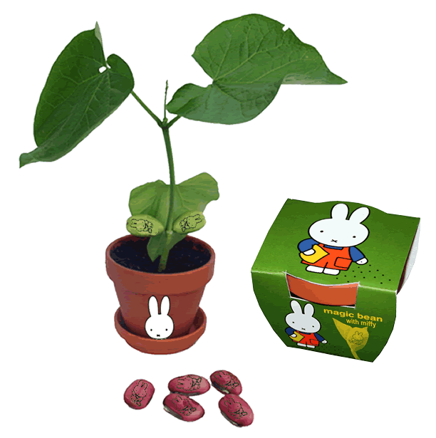 magic%20bean%20with%20miffy%202.gif