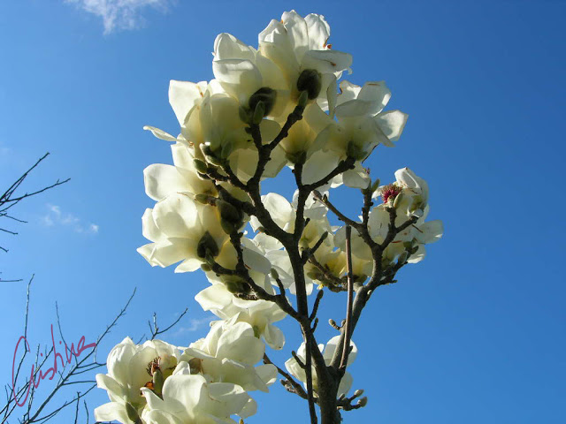 magnolia%20denudata%201.jpg