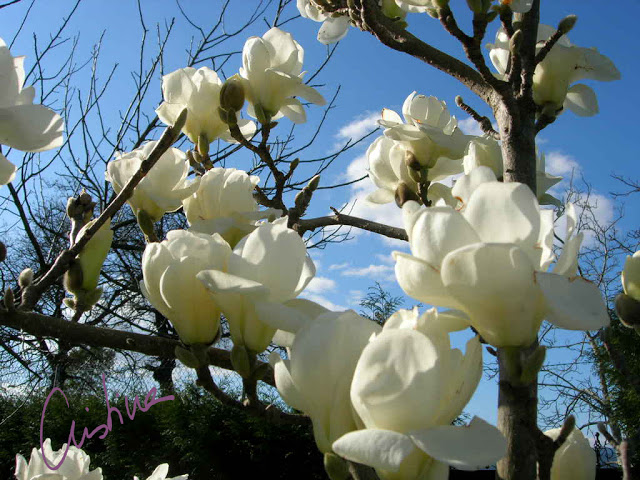 magnolia%20denudata%202.jpg