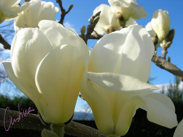 magnolia%20denudata%203.jpg
