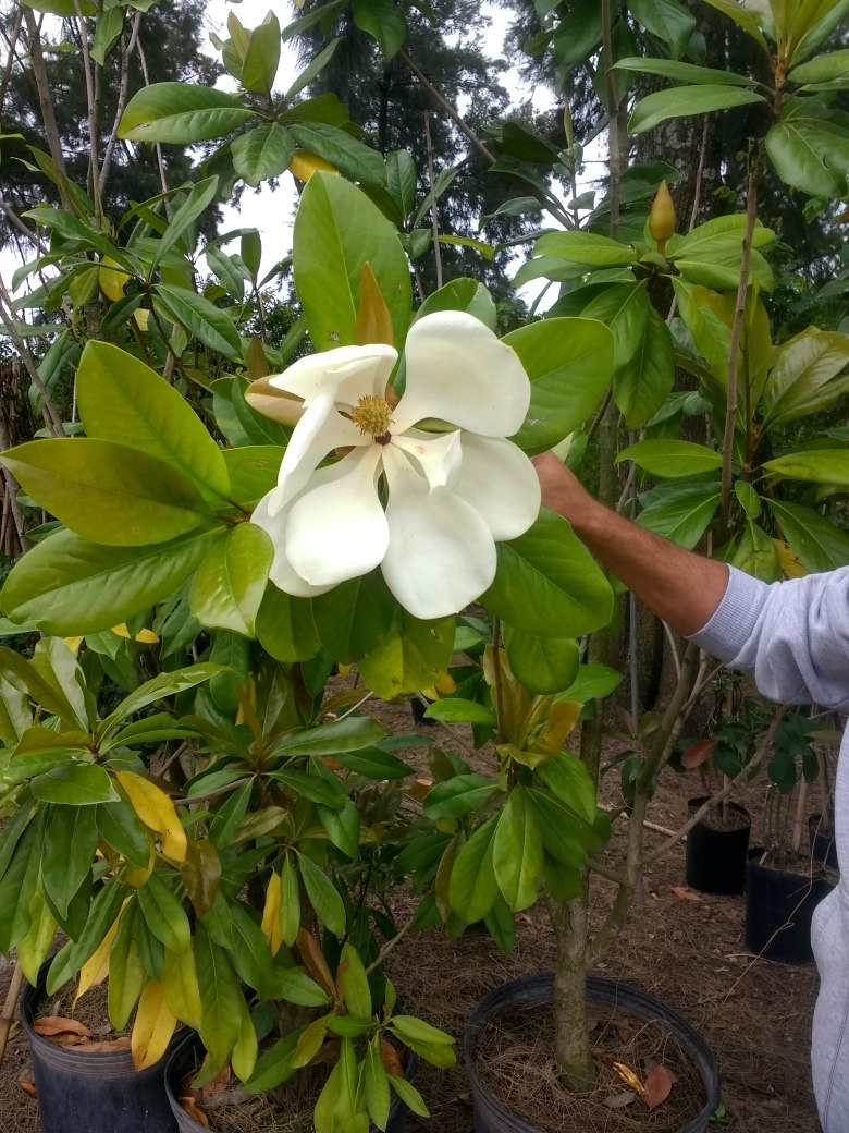 magnolia-grandiflora-en-flor-180-mts-vivero-bf-pennypu-D_NQ_NP_832762-MLA26462610784_112017-F.jpg