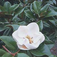 magnolia-grandiflora-flor.jpg