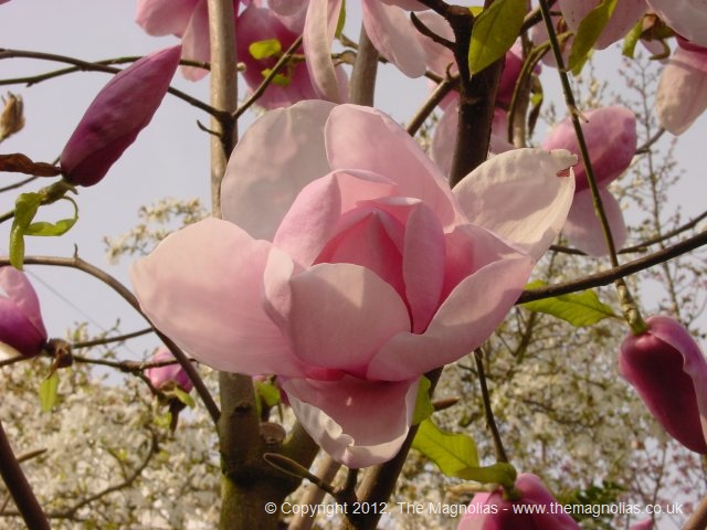 magnolia-iolanthe.jpg