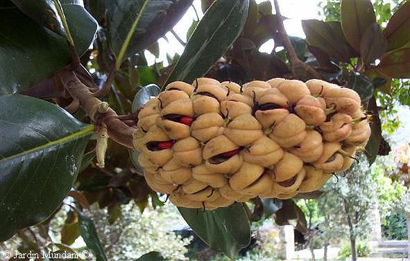 magnolia.jpg