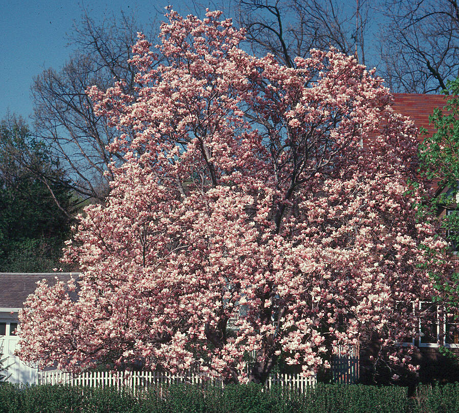 Magnolia.jpg