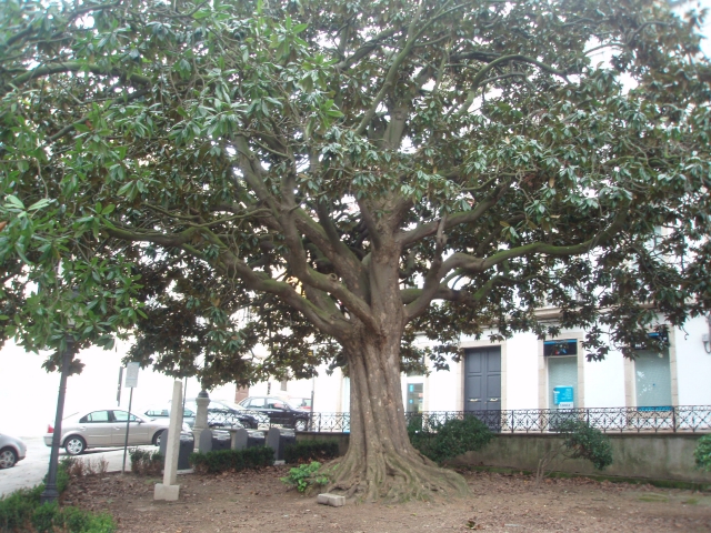 Magnolia-plaza-azkarraga-coru%C3%B1a.jpg