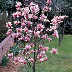 magnolia-soulangiana.jpg