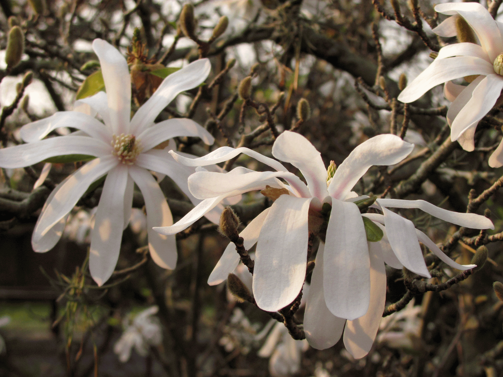 magnolia-stellata.gif