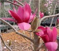 magnolia14.jpg
