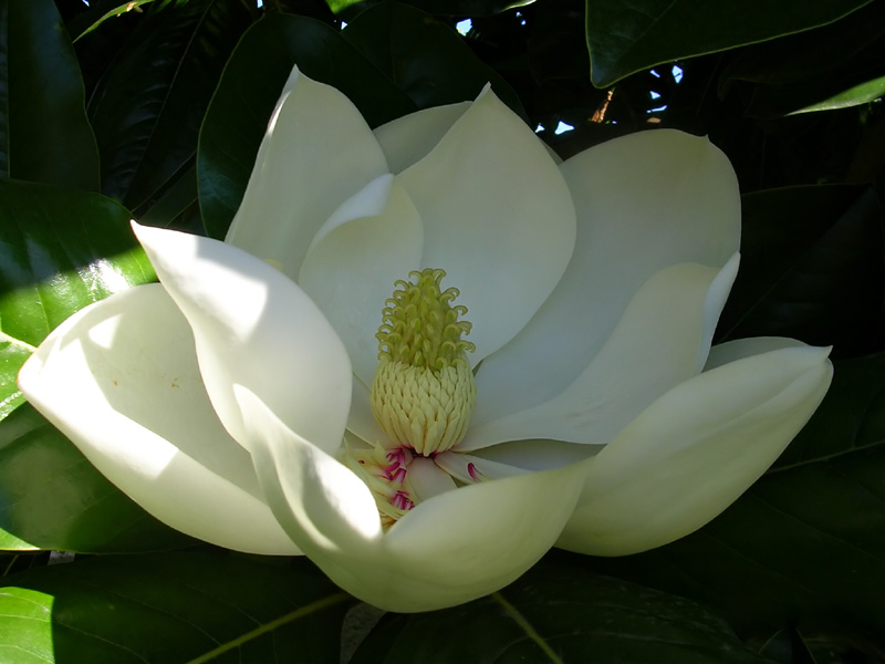 magnolia_grandiflora.jpg