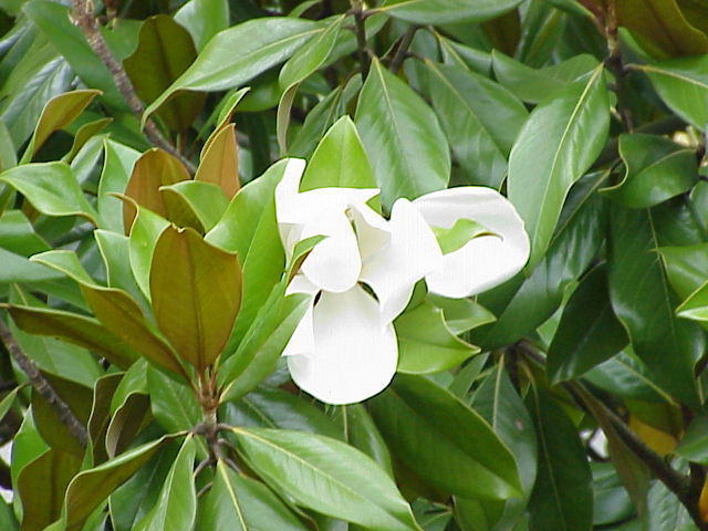Magnolia_grandiflora3.jpg