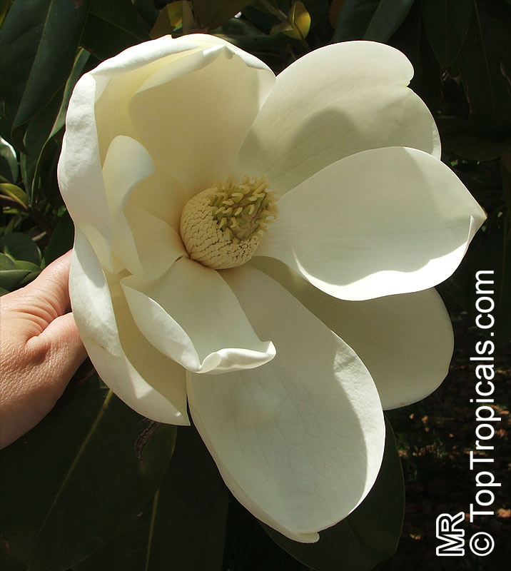 Magnolia_grandiflora6730.jpg