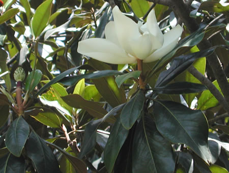 magnolia_grandiflora_fl.jpg