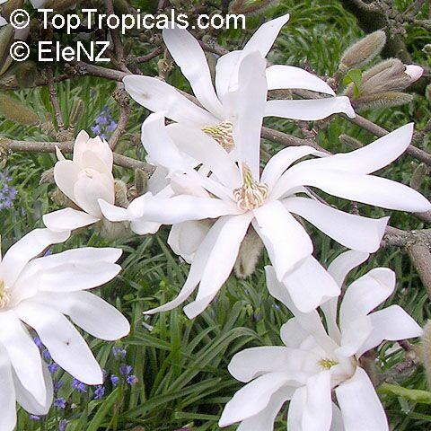 magnolia_stellata3ael.jpg