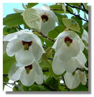 magnolia_wilsonii_greenbank9126a.jpg