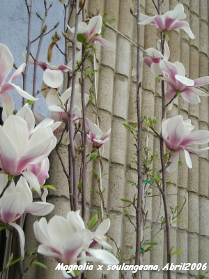 Magnolia_x_soulangeana.jpg