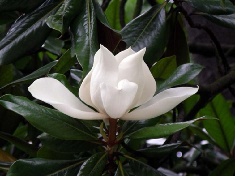 magnolio-de-flor-blanca.jpg
