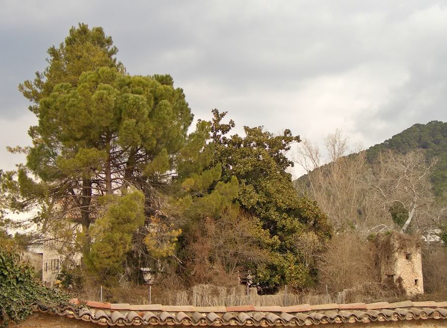 magnolio.jpg